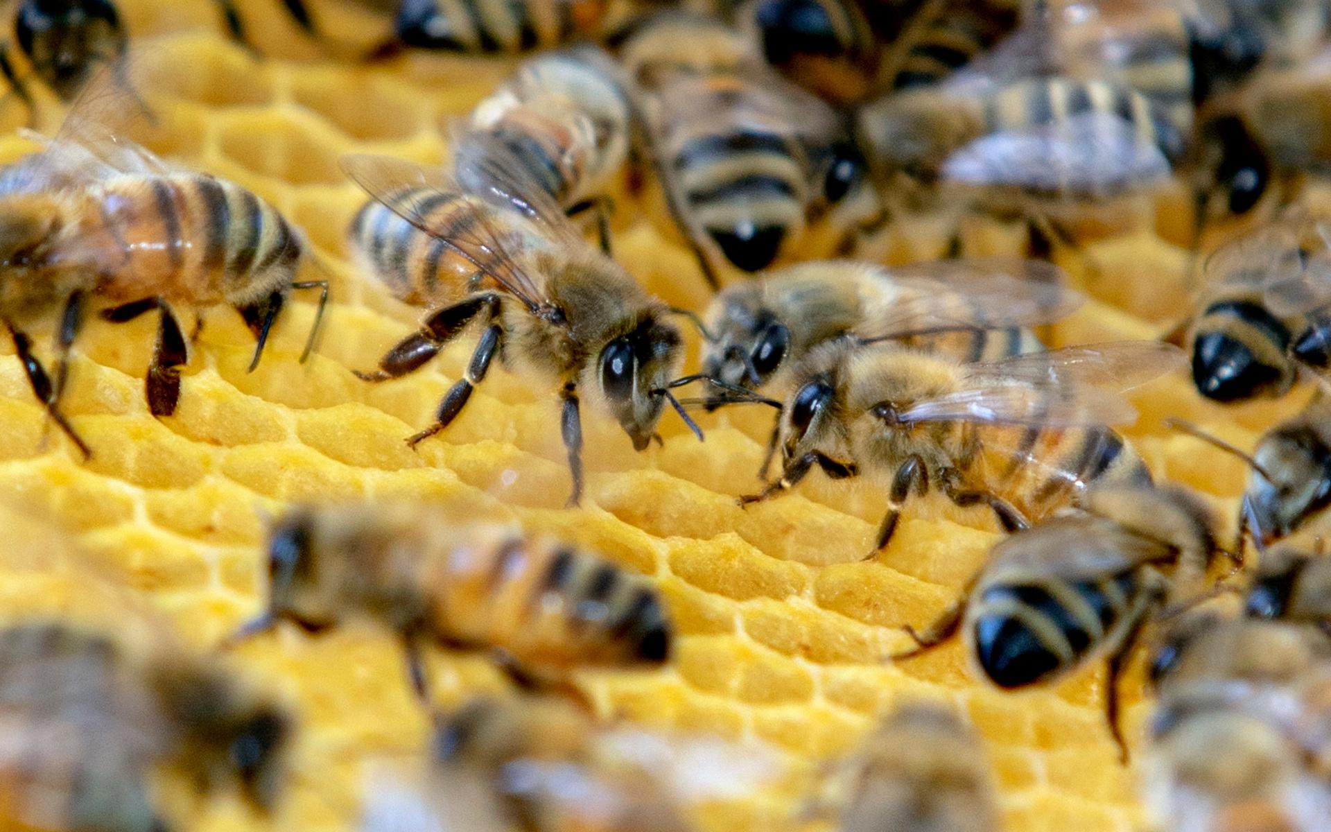 Skörden från en kupa kan ge omkring 50 kilo honung. 
