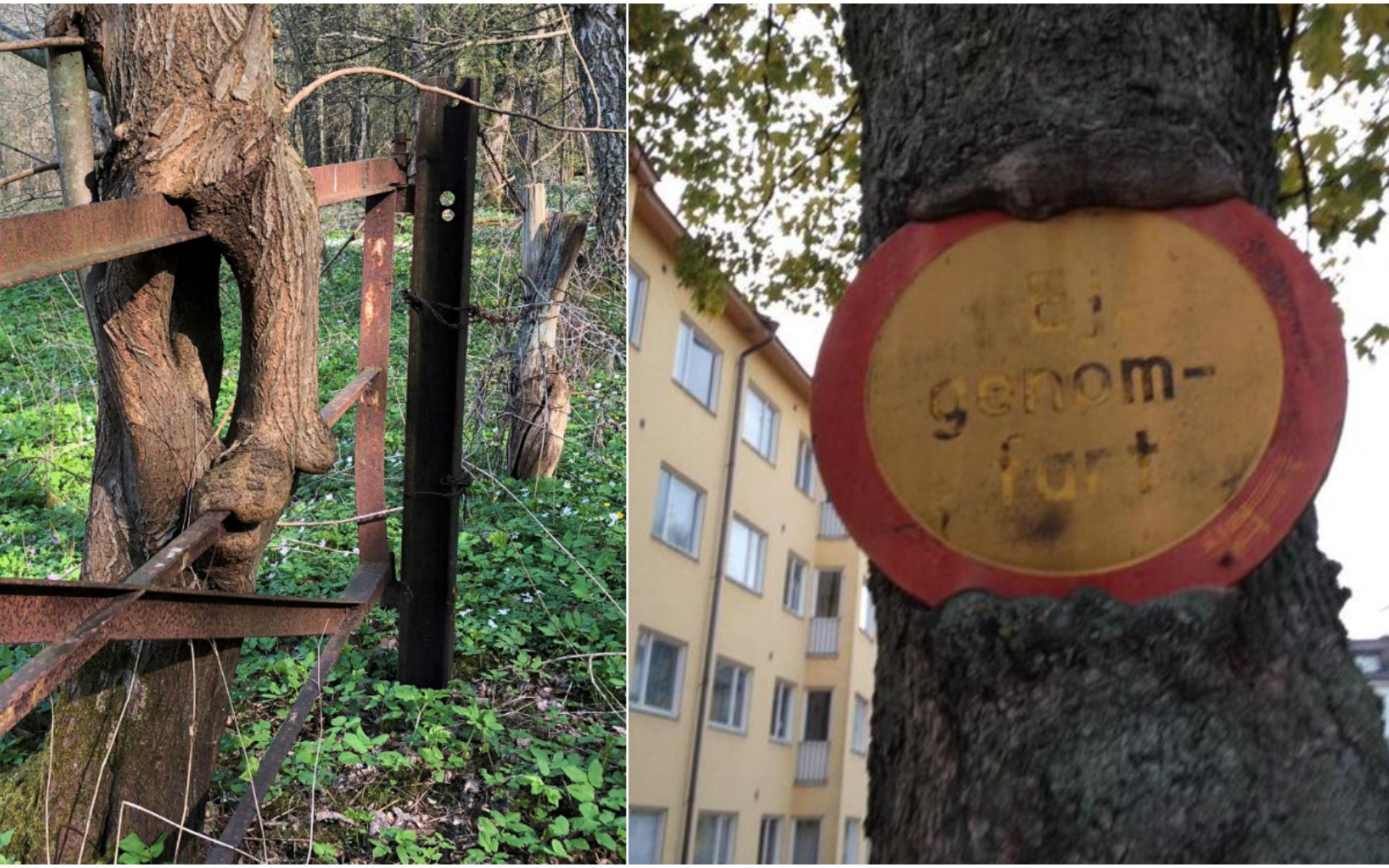 Nature vs Man. En sälg mellan Skepparslöv-Ovesholm, Skåne, som tar över ett staket och ett träd som sväljer en trafikskylt på Fredsgatan i Sundbyberg.