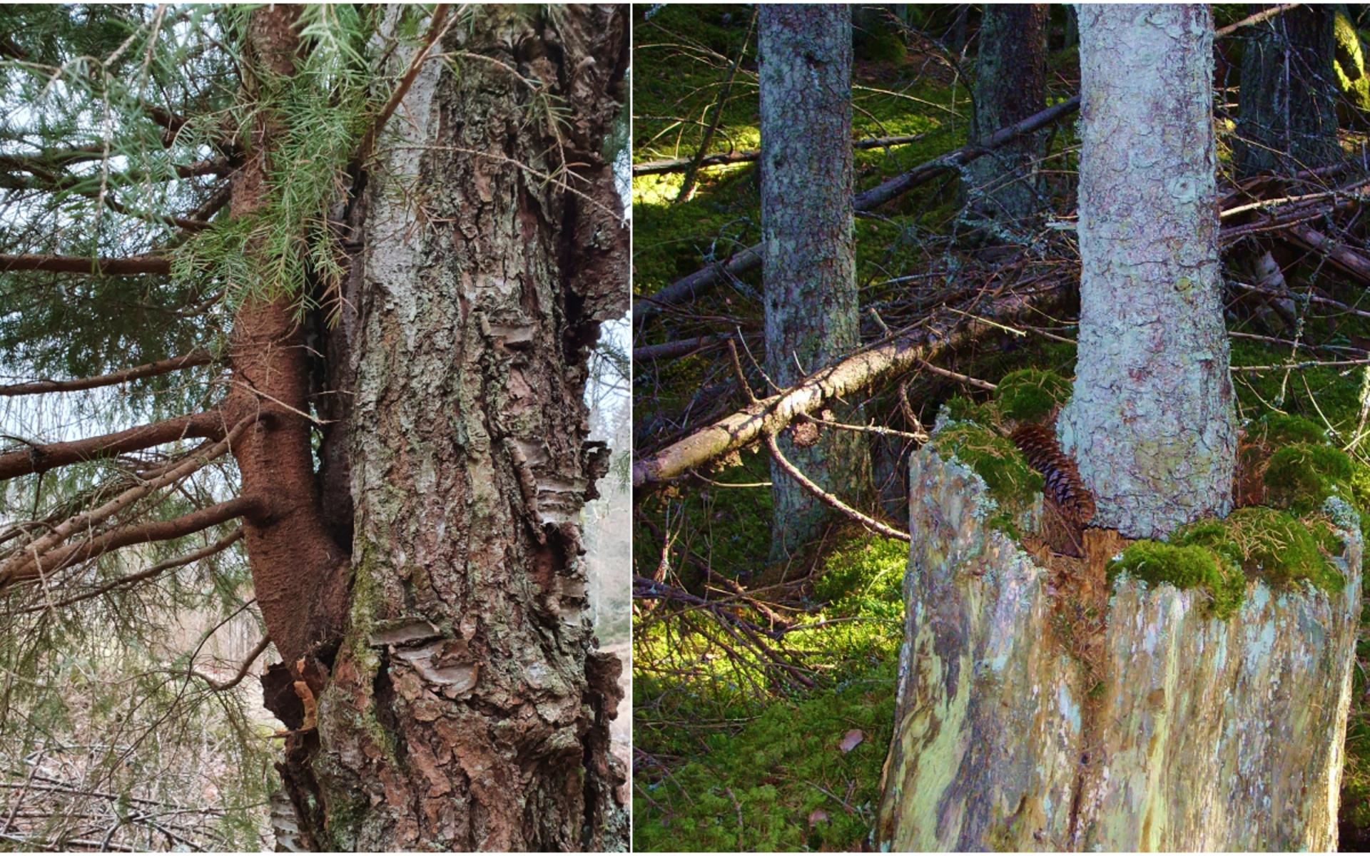 Life finds a way. I Kroppefjäll, Dalsland växer en gran i en björk och i Färnebofjärdens nationalpark i Gästrikland växer samma eller ett nytt träd ur en stubbe.