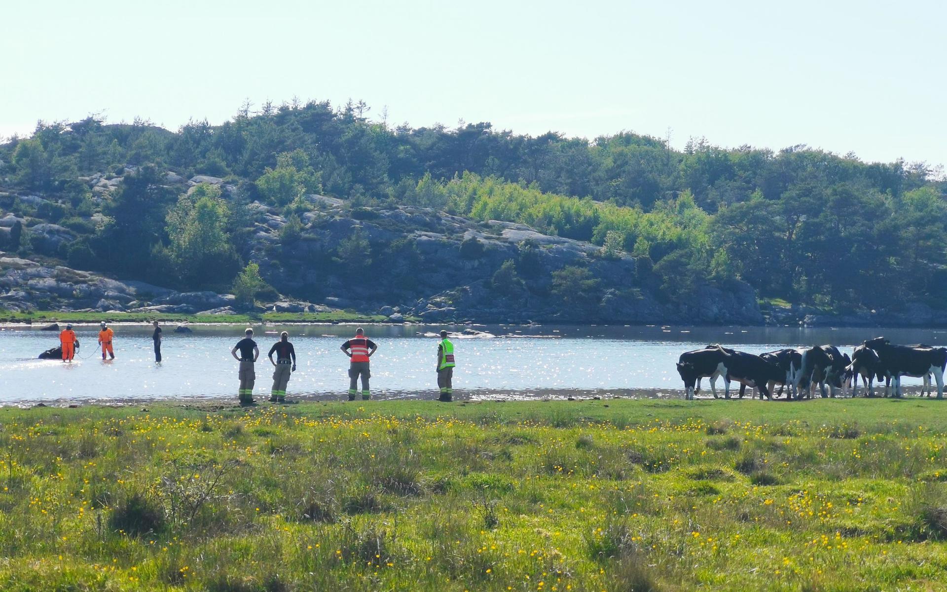 Två kor har fastnat i vattnet på Vallda Sandö.
