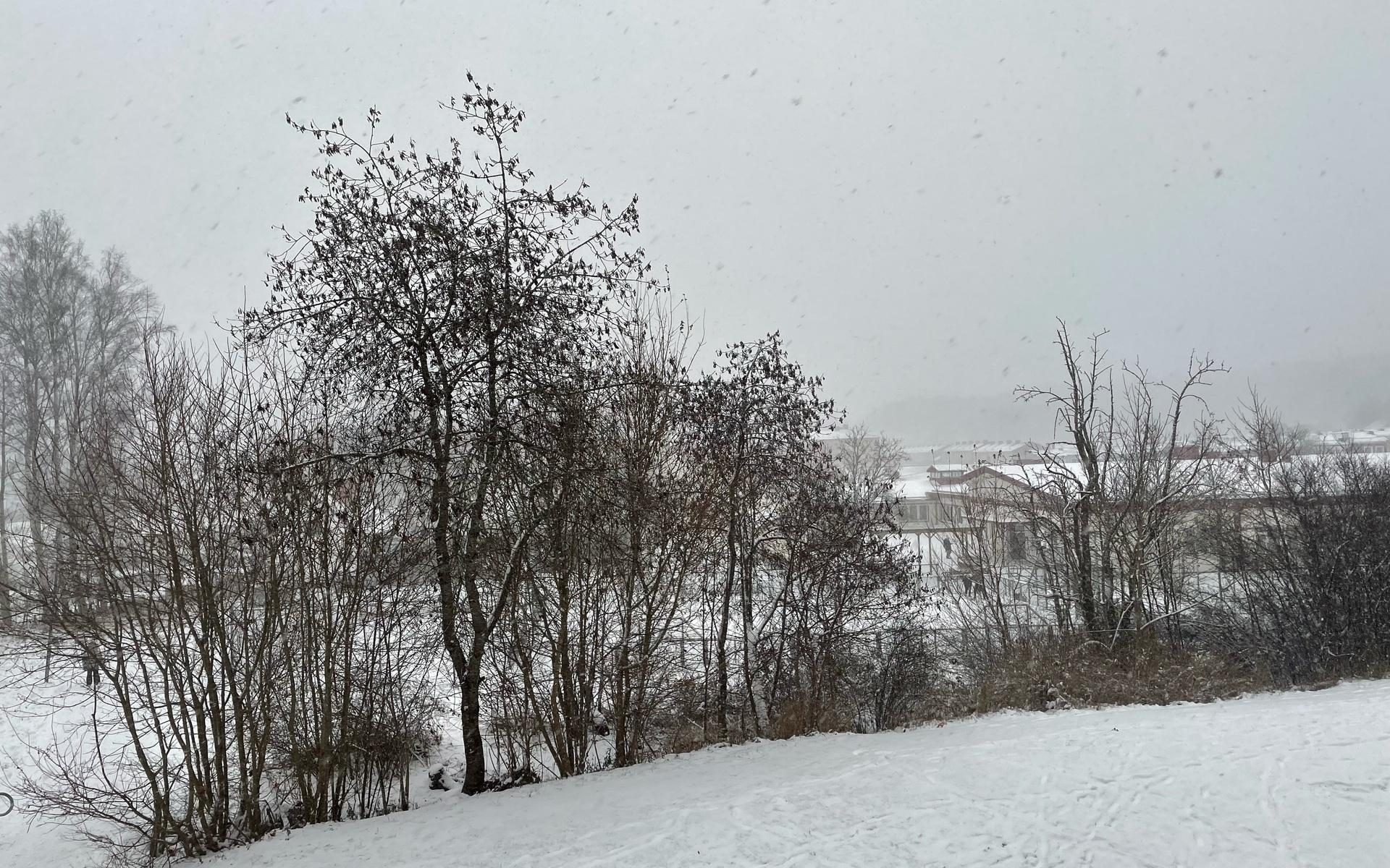 Snön faller över Tingbergsskolan.
