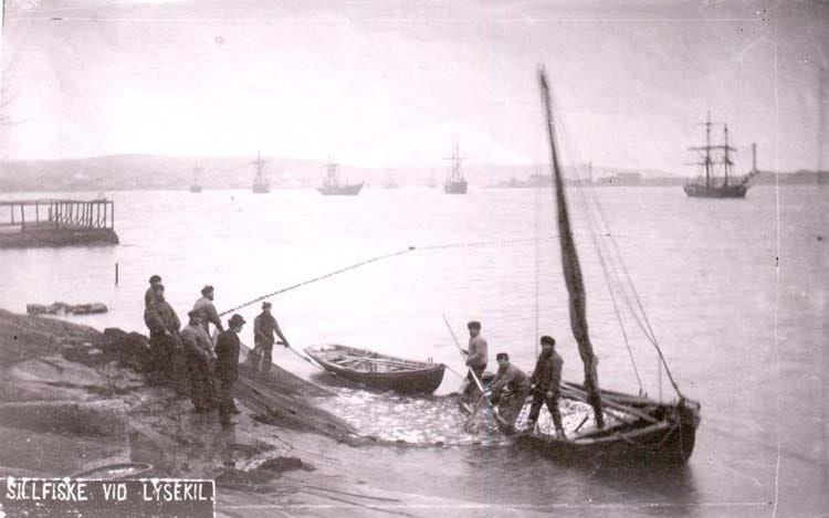 Vadbåt vid sillfiske med landvad nära Lysekil. Året är 1883 och sillen går till. I bakgrunden skymtar en brigg. 