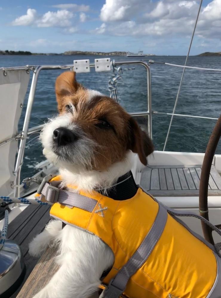 Jack Russel-hunden Sigge älskar att segla.