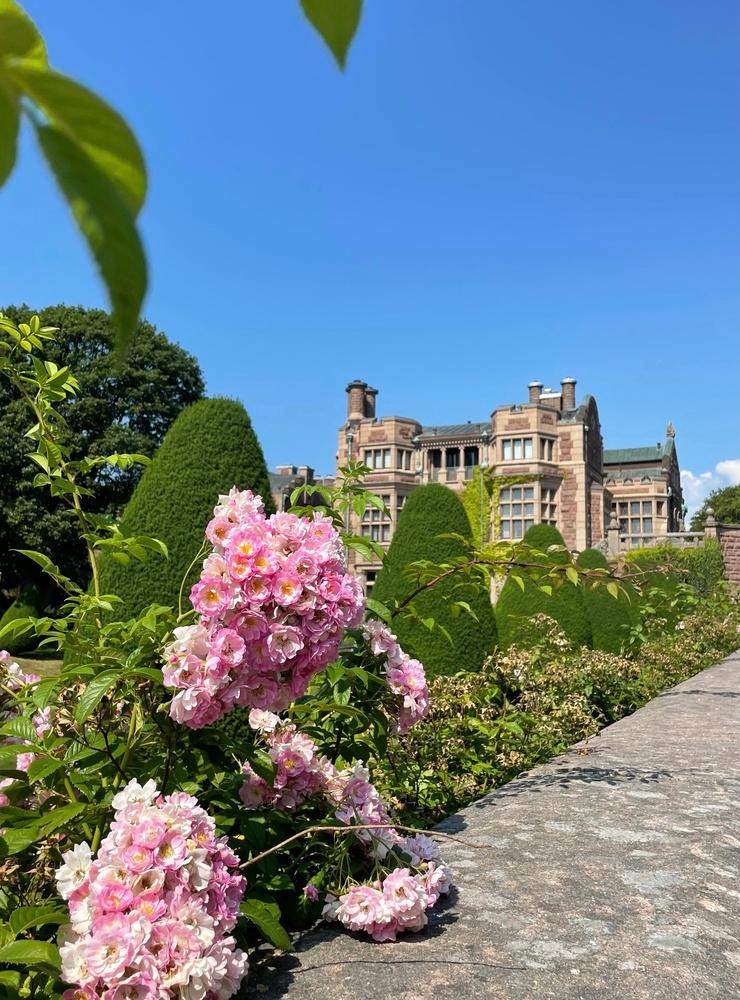 Tjolöholms slott den 16 juli. Rosa rosor mot blå sommarhimmel.