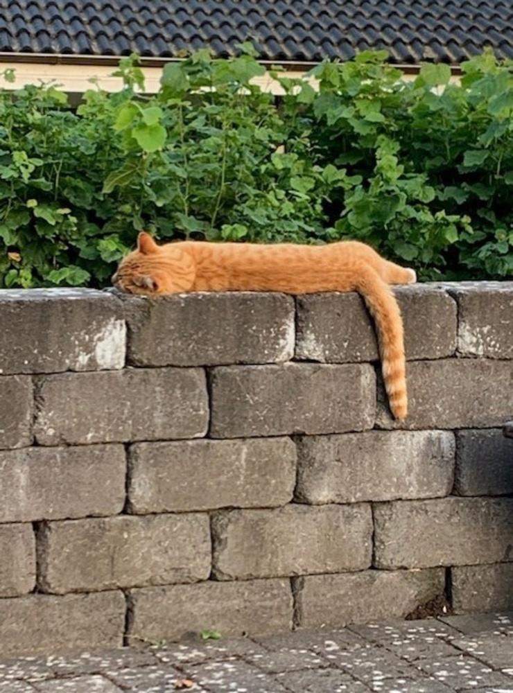 Katten Rosso hämtar andan efter ännu en varm dag i Onsala 14 juli 2021.