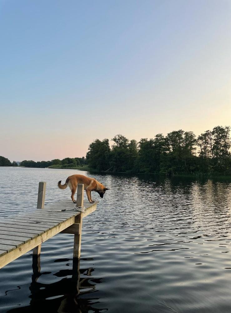 Bilden är tagen i sundet mellan Lygnern och Sundsjön. Caga, tio månader, av rasen Belgisk vallhund malinois, funderar på att hoppa i.