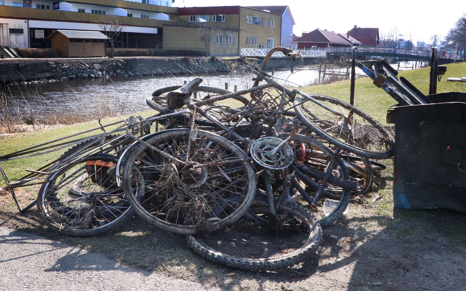 En hel del cyklar fångades upp ur ån av kompisarna. 