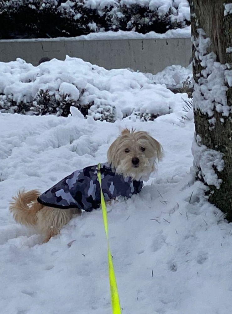 Diesel, 7 månader, fick se snö för första gången.