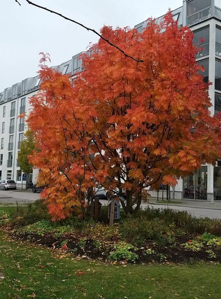 Det här trädet lyser upp i Söderstaden med sin färgprakt.
