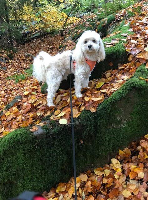 Härlig promenad med min hund Milo, bland höstlöv och grönt i Kungsbackaskogen.