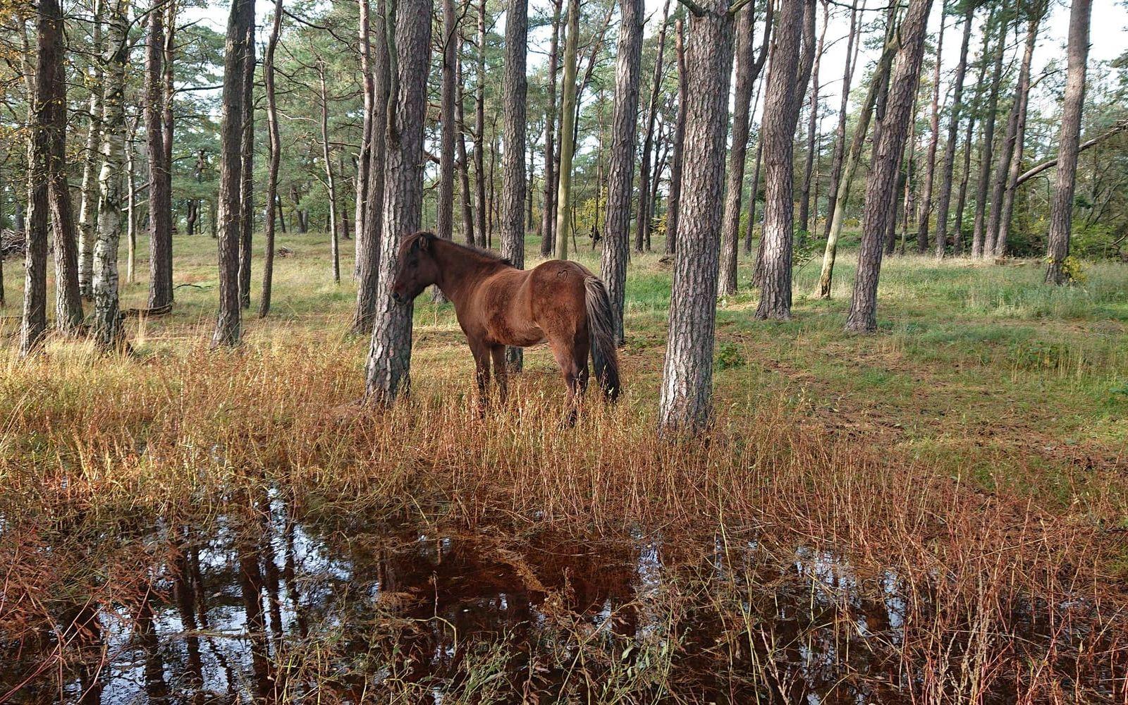 Min Islandshäst njuter av eftermiddagssolen i sin vinterhage i Onsala.