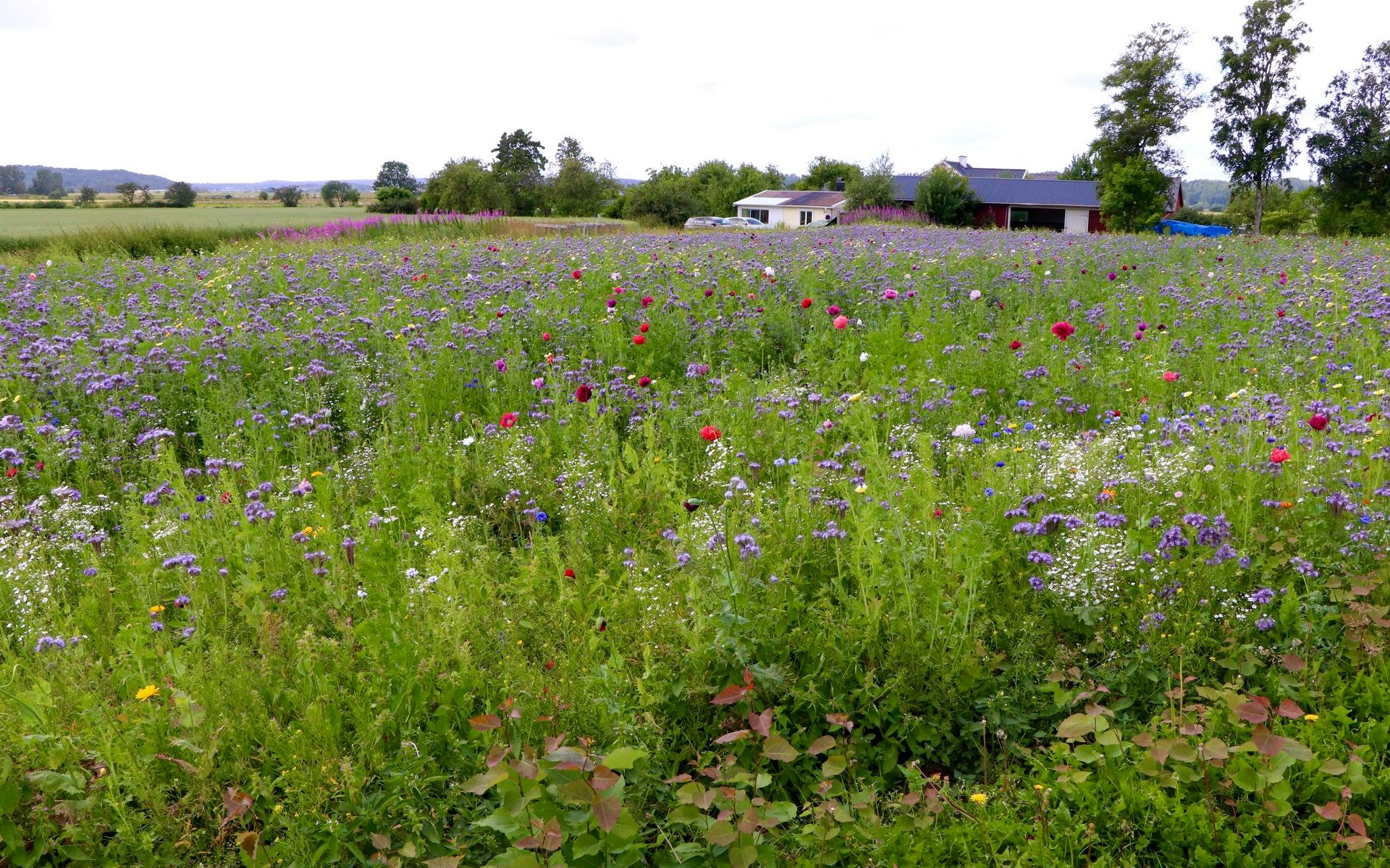 På sin gård utanför Fjärås har Nils Andersson skapat en 25 000 kvadratmeter stor blommande oas där såväl människor som insekter stortrivs.