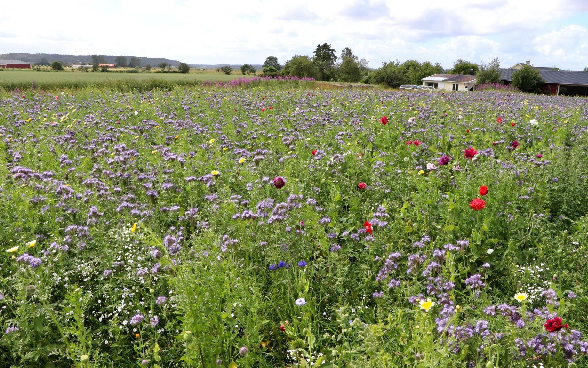 På sin gård utanför Fjärås har Nils Andersson skapat en 25 000 kvadratmeter stor blommande oas där såväl människor som insekter stortrivs.