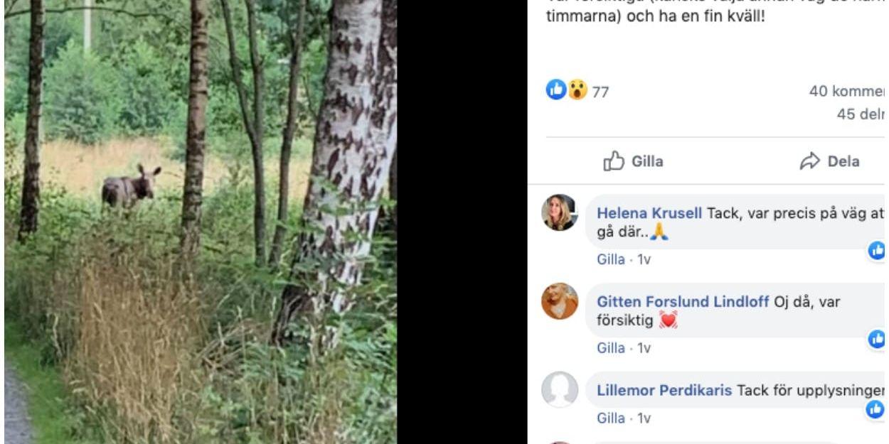 I sociala medier varnas det för älgkon med kalvar som jagar bort folk i motionsspåret i Vallda.
Foto: Facebook/Vallda