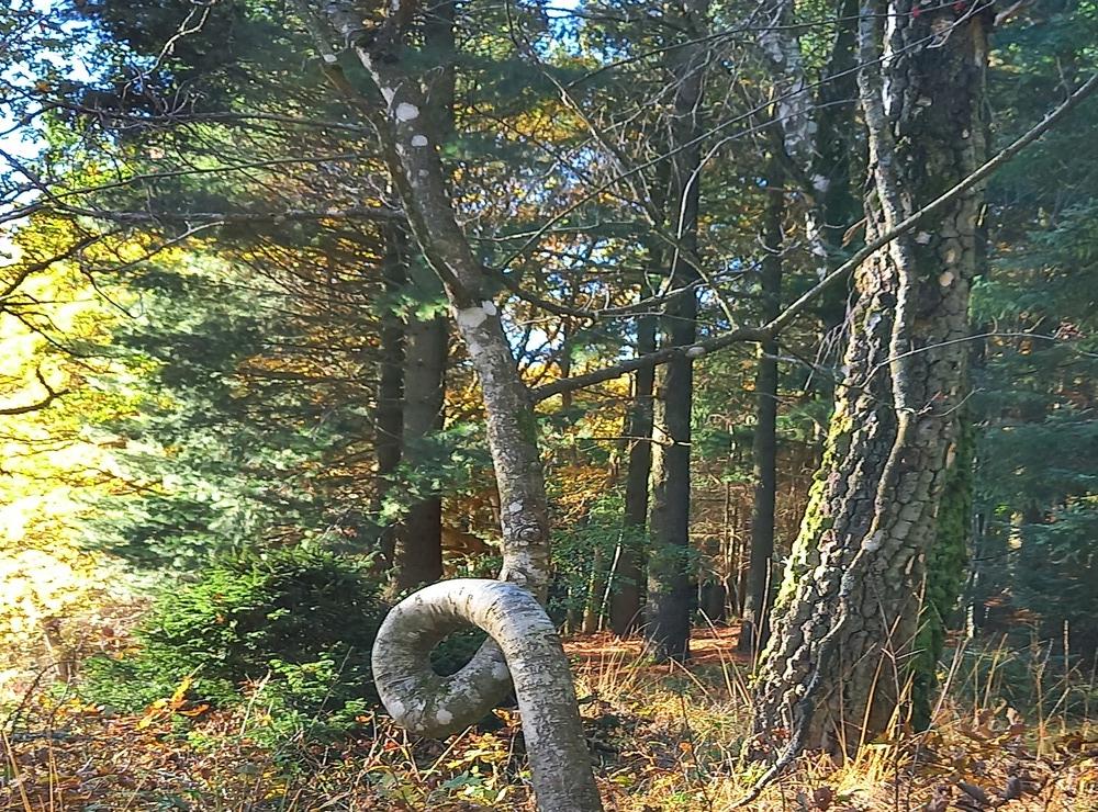 <strong id="strong-6ae42330349be0f69341787fed6a93f0">Trädet som slår knut på sig själv.</strong> Inskickat av Lisbeth Ottosson som fotade trädet när hon var ute i naturområdet Grönabur tidigare i oktober. 