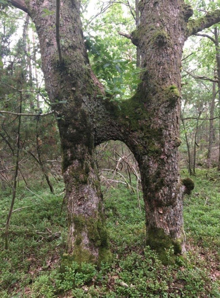 <strong id="strong-a3e05dbaadaec87cbdf57c0428e0d0d3">H-trädet.</strong> Inskickat av Jan Johansson som hittade trädet i Solbyn i Särö. 