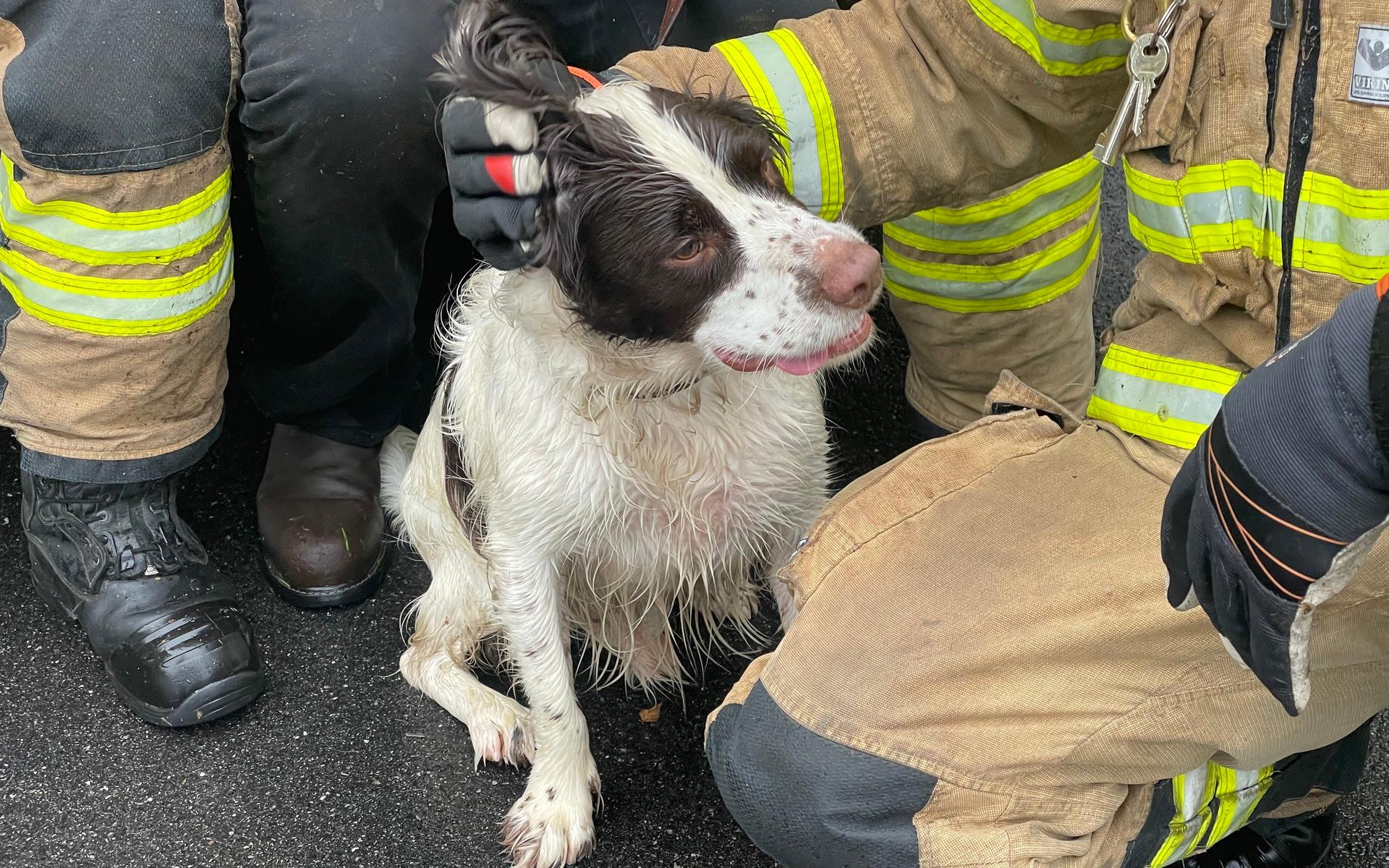 Hunden, som heter Bosse, räddades ner från klippan av brandmännen.