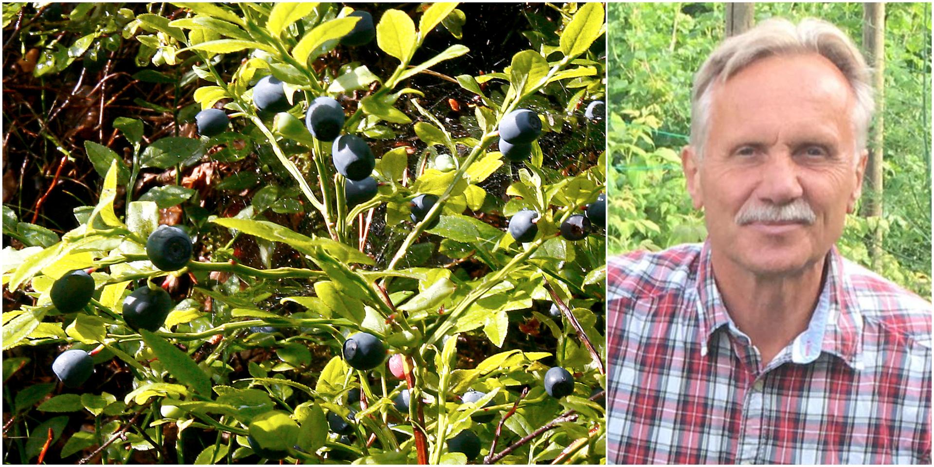 Antalet blåbär i Kungsbackas skogar har ökat väldigt mycket sen förra året.