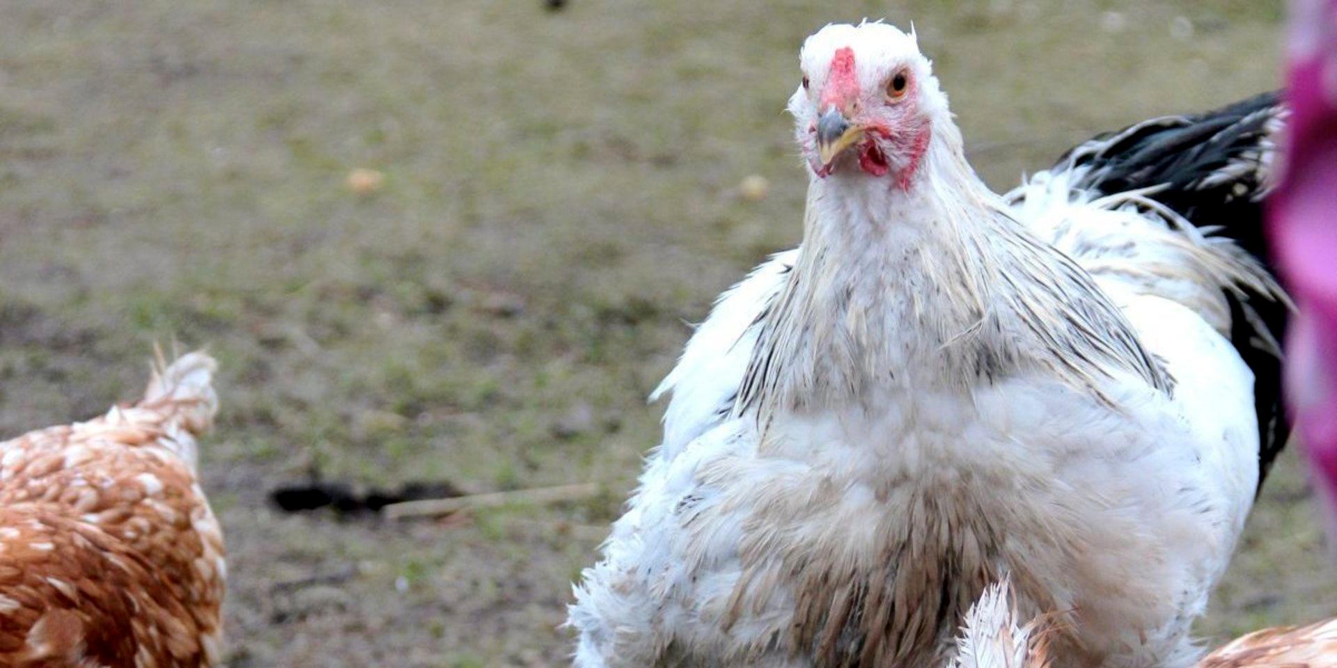 Allt fler fall av vilda fåglar med fågelinfluensa i Halland har upptäckts. Dock har inget utbrott av viruset skett bland tamfåglar.