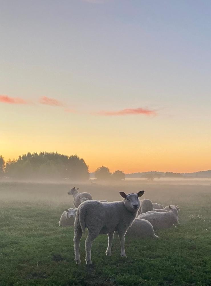 På delad tredje plats kommer Emma Davidsson som tog en stämningsfull bild på fåren vid Lindbergsgården i Hanhals natten till midsommar.