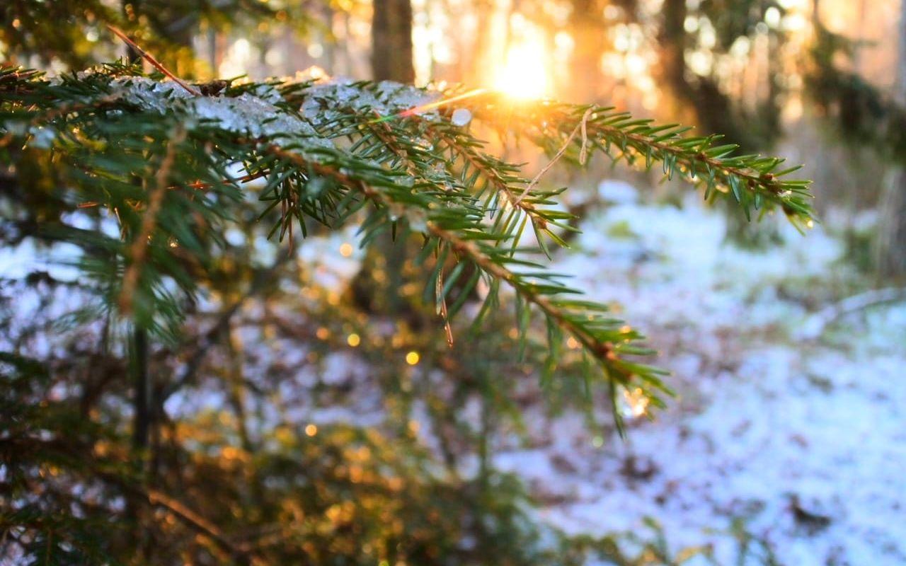 Ett av bidragen hittills i vinterbildstävlingen föreställer en vacker morgonpromenad i Varlaskogen.
