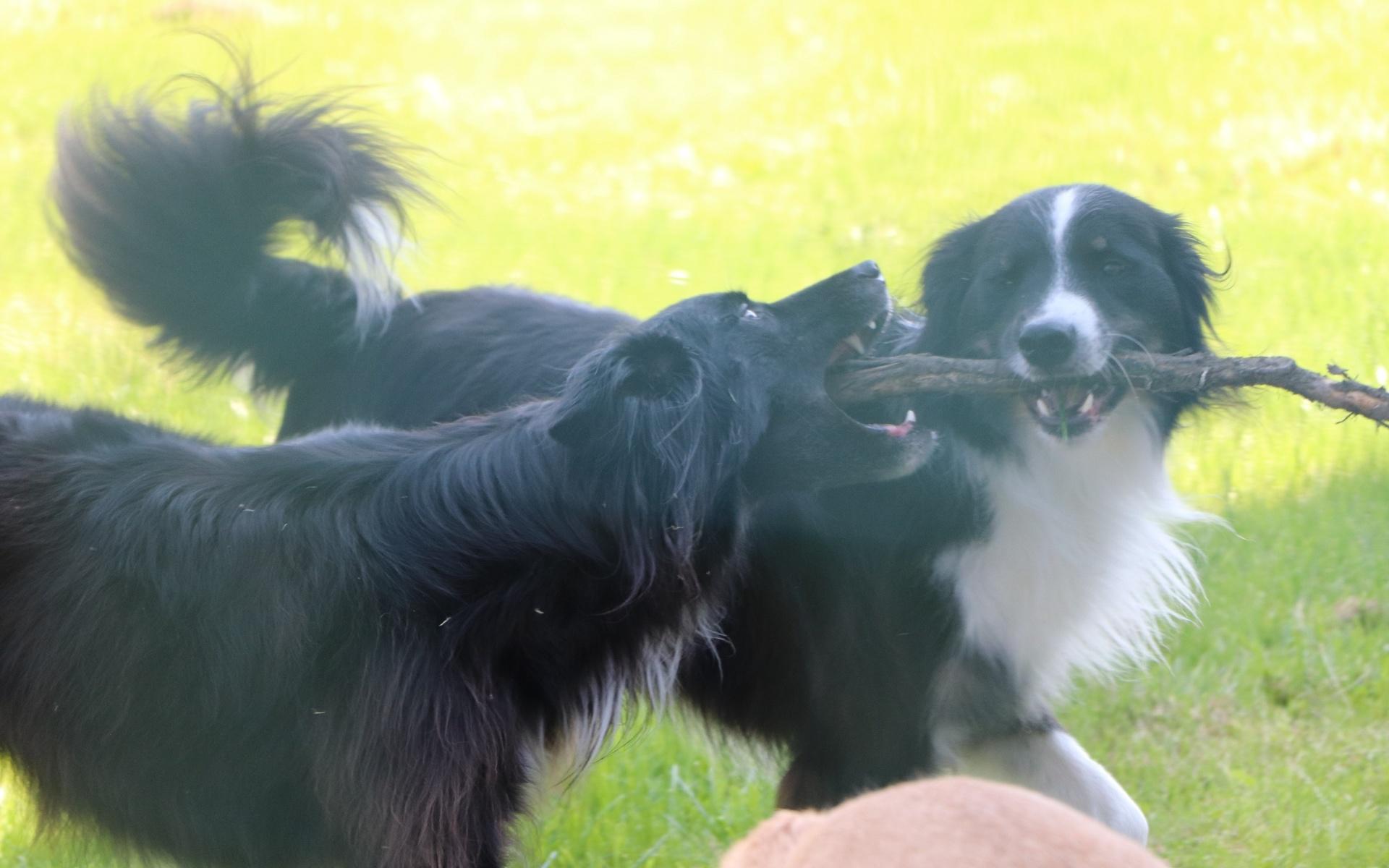 Emma tävlar agility och nosework med alla 4 hundar